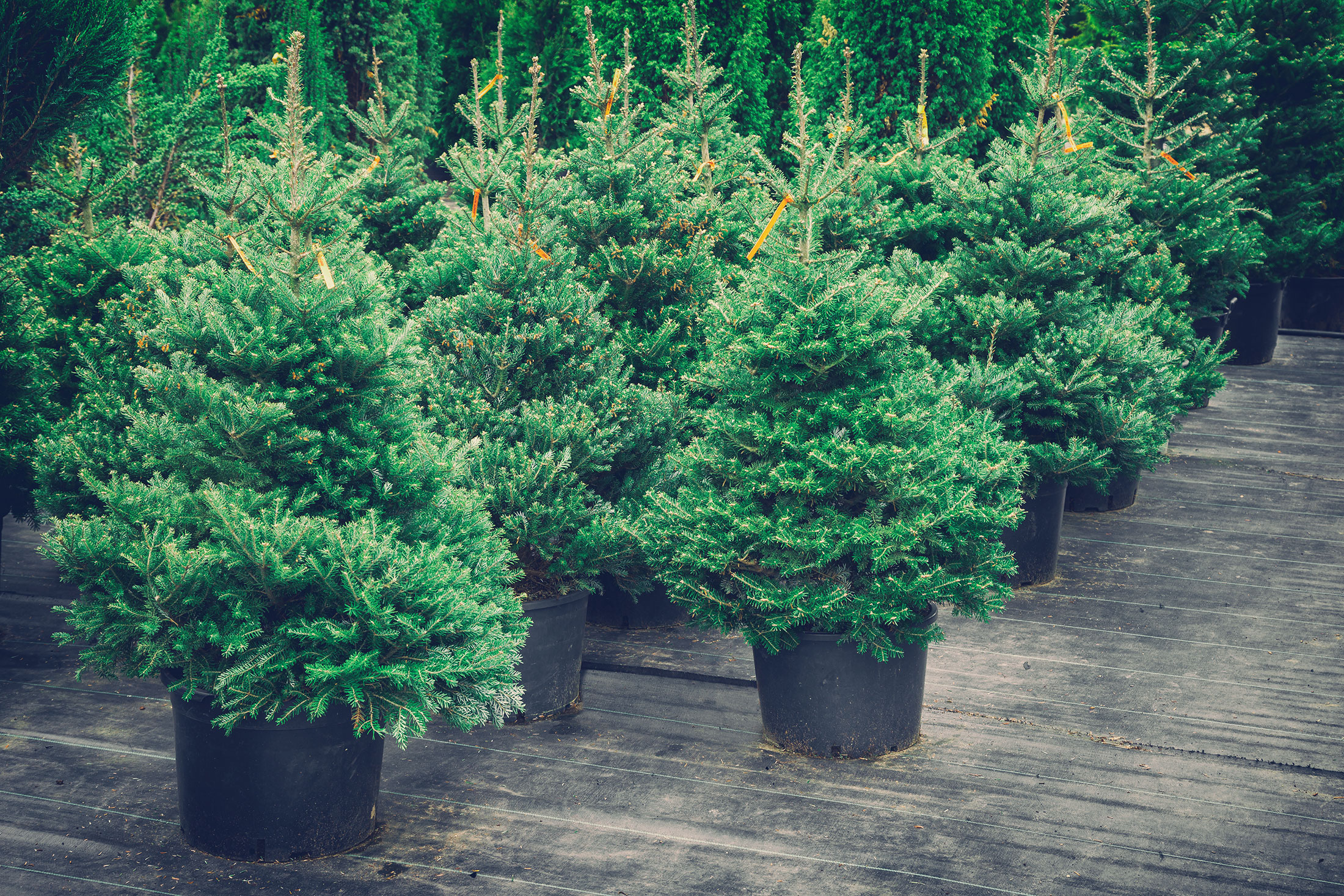 Sustainable Christmas Trees stock photo