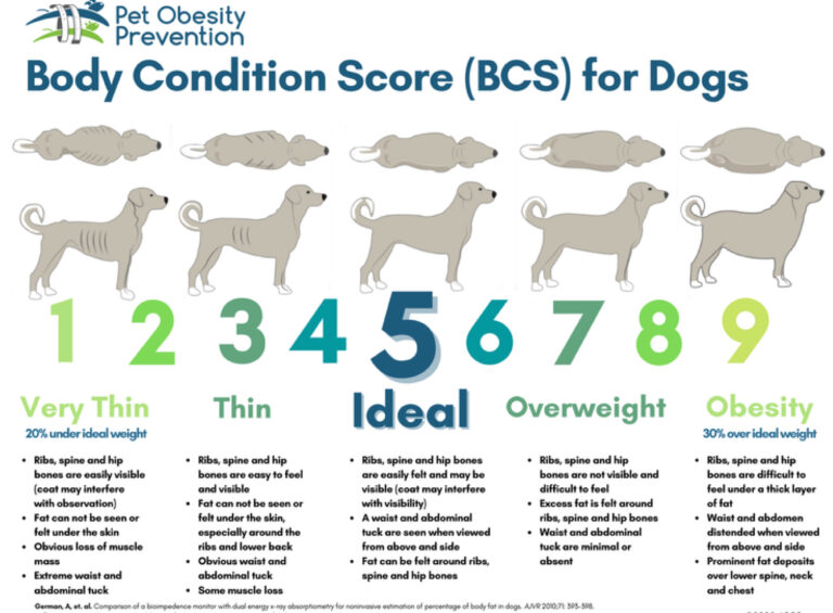 Body Conditions for Dogs artwork